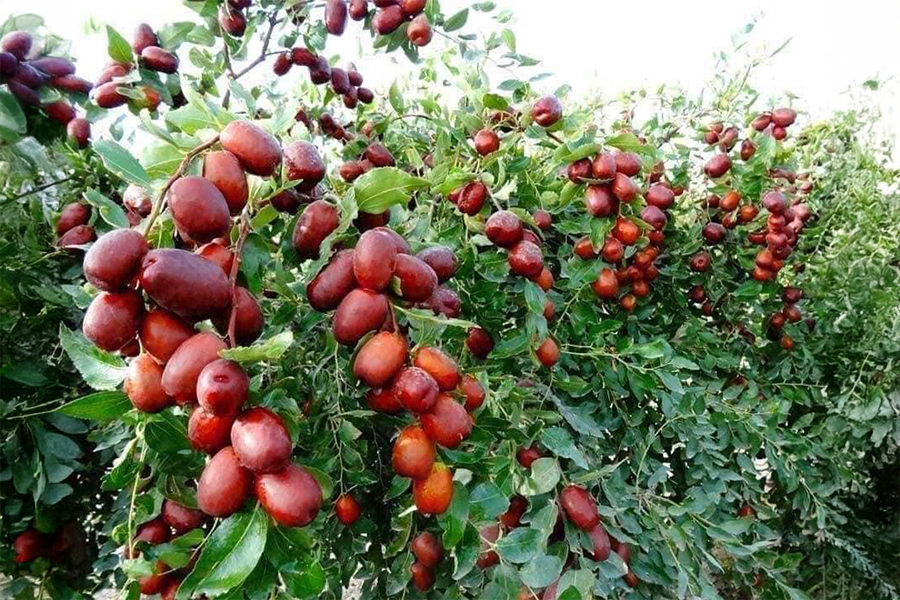 Táo Đỏ Tươi Là Gì?